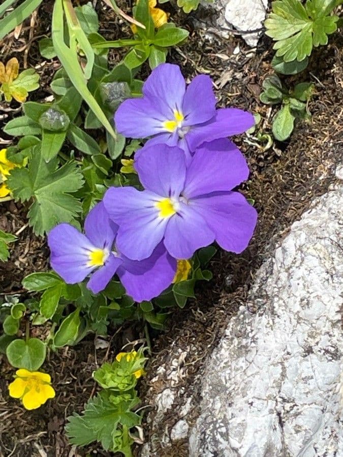 Viola 5