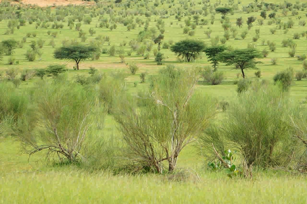 Leptadenia pyrotechnica 9