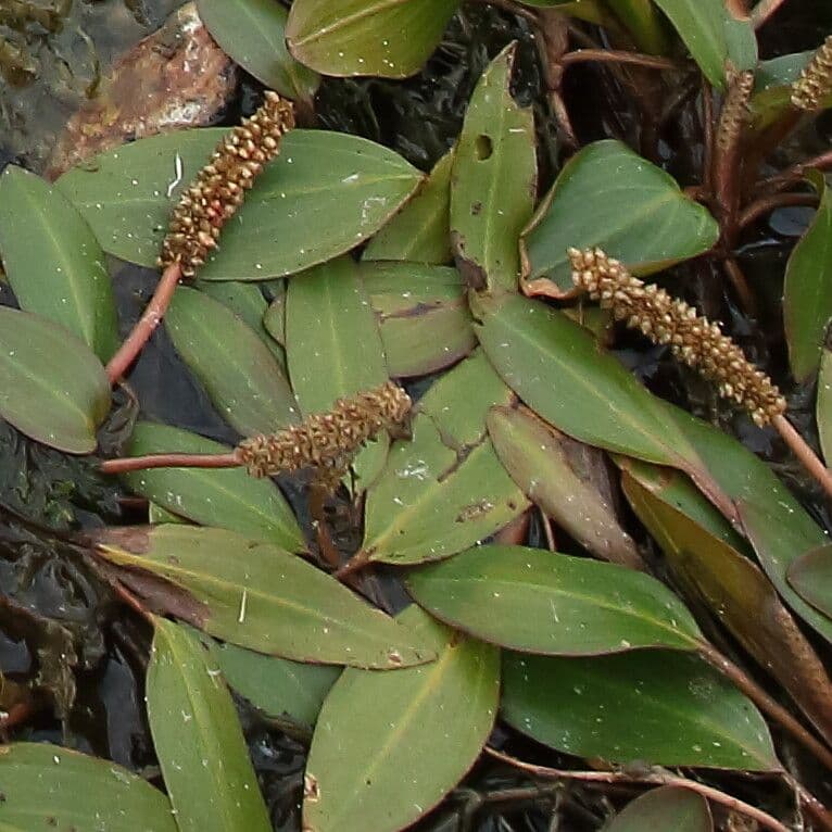 Brasca nodosa 4