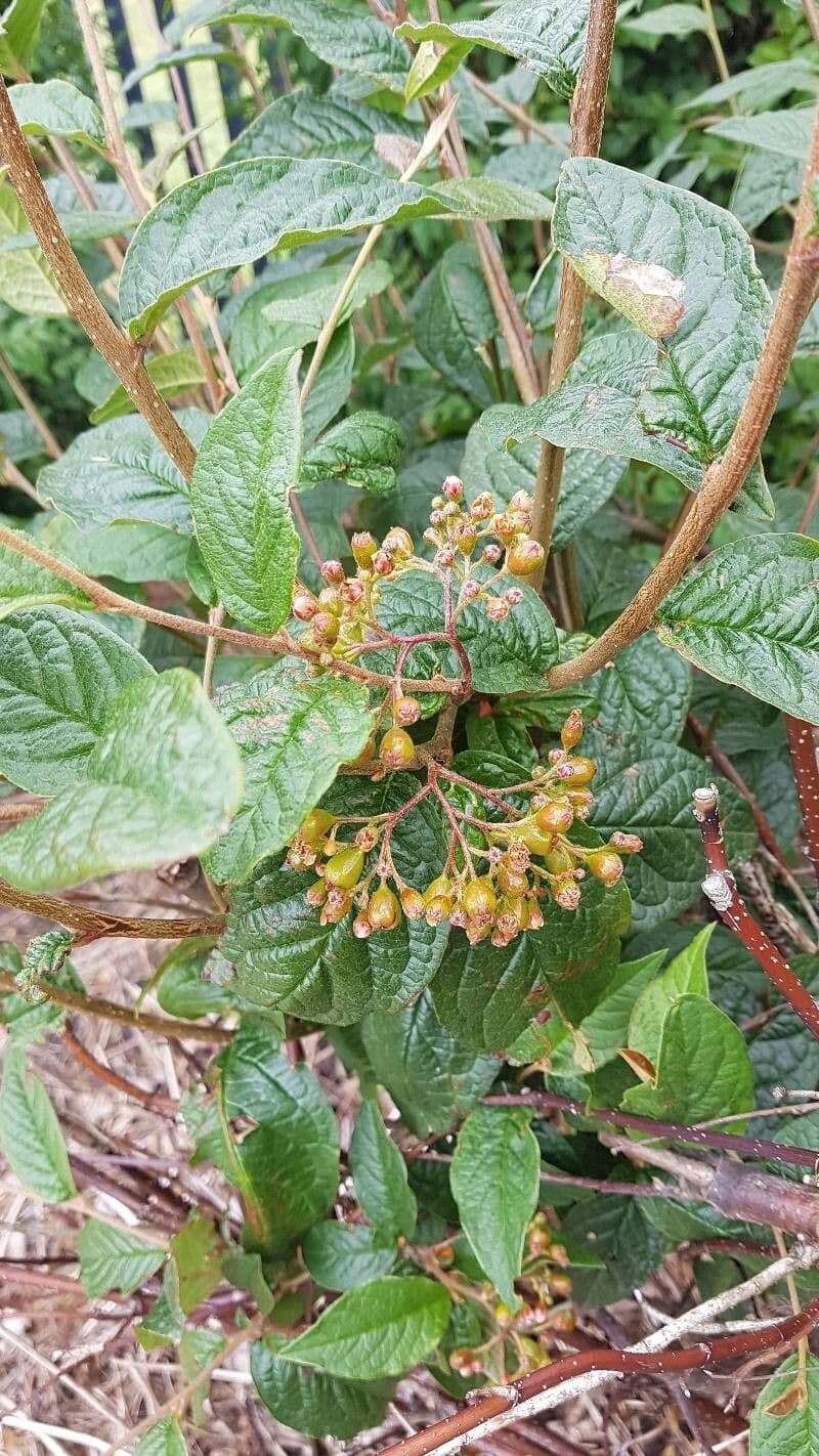 Cotonéaster 9
