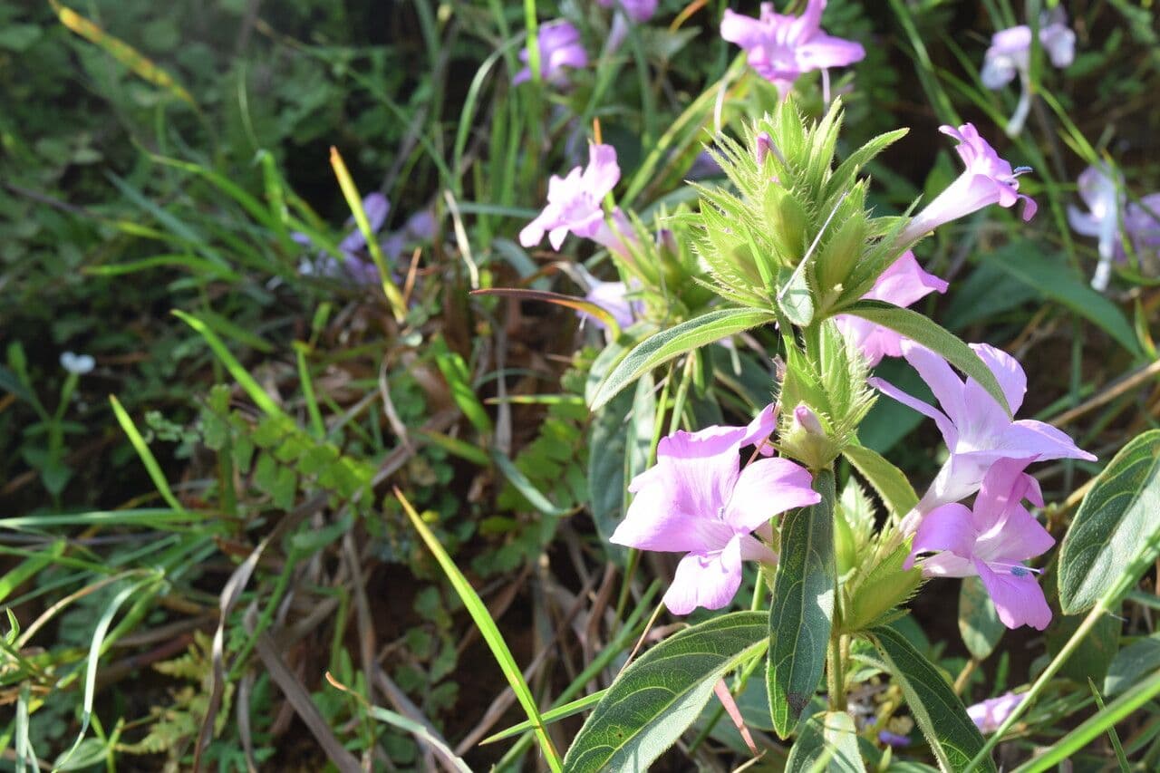 Bürstenblume 13
