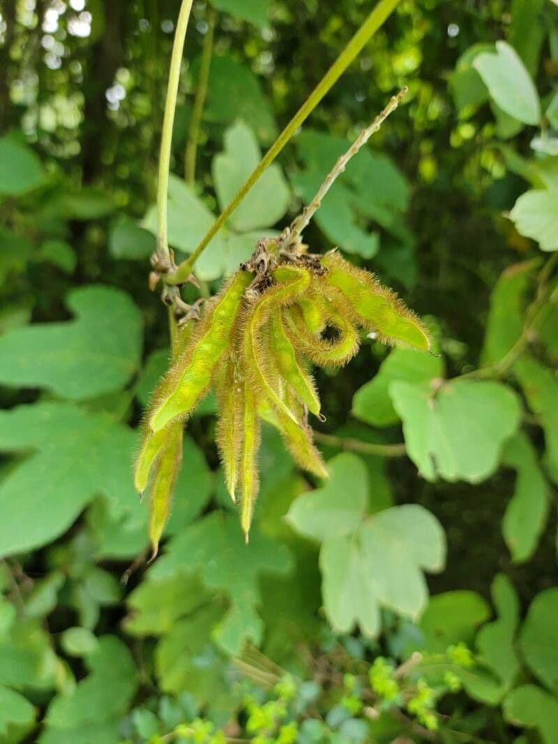 Kudzu 2