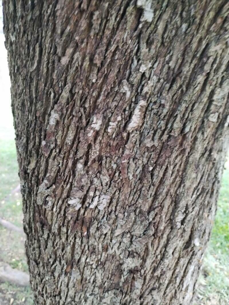 Maiglöckchenbaum 20