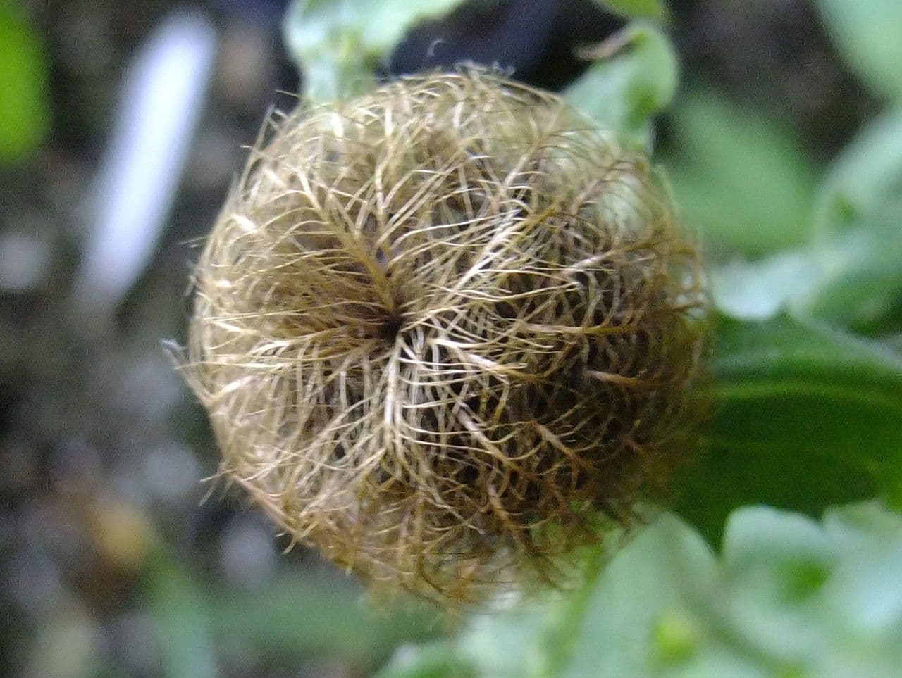 Centaurea nervée 2