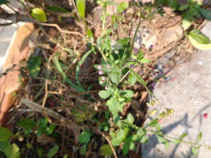Cyanthillium popelavé 14