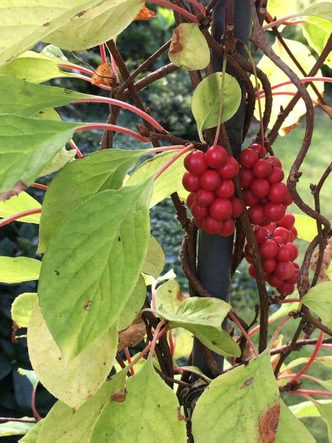 Schisandra chinensis