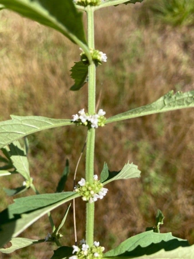 Lycopus uniflorus 6