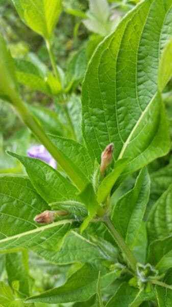 Ruellia 9