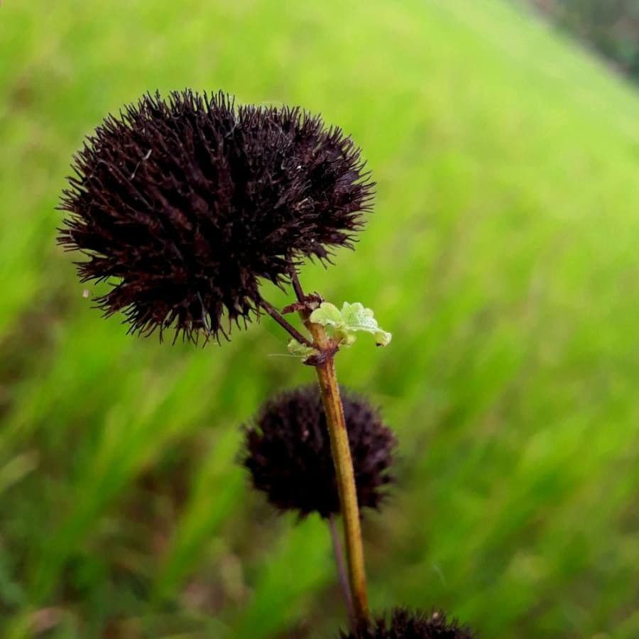 Hyptis capitata 8