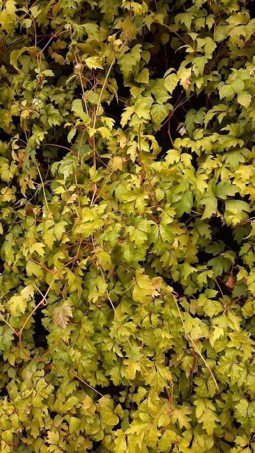 Neillia incisa 16