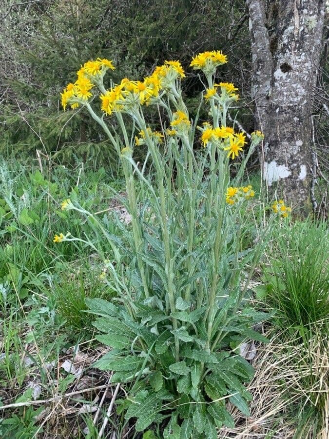Tephroseris helenitis 15