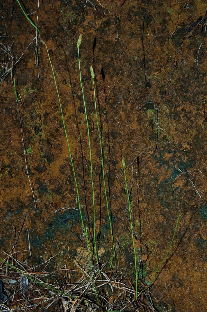 Schizaea 2