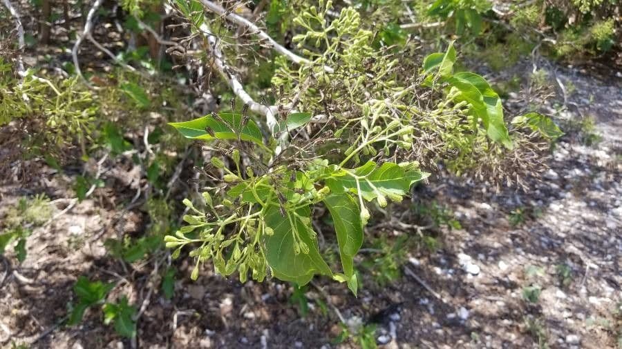 Cabbagetree