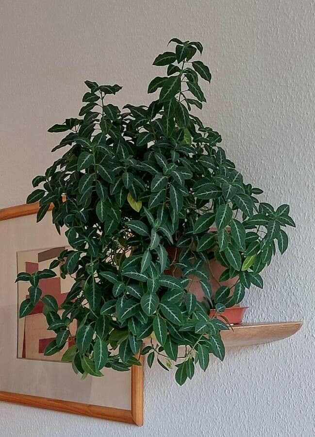 Rüllie 8