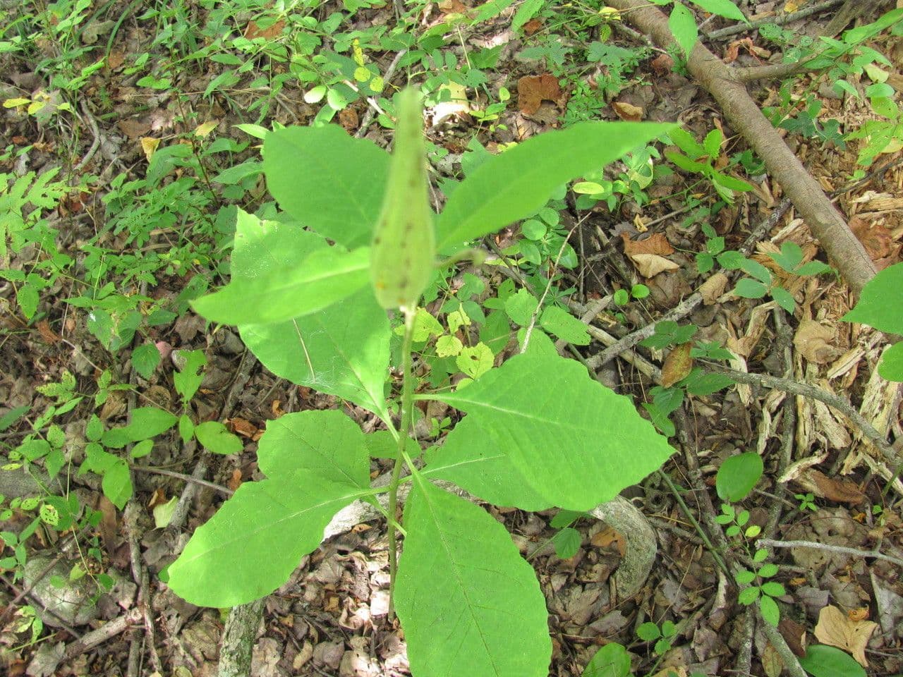 Algodonera 12