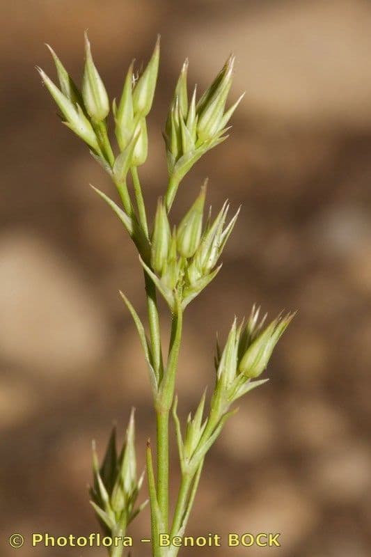 Minuartia mucronata 2