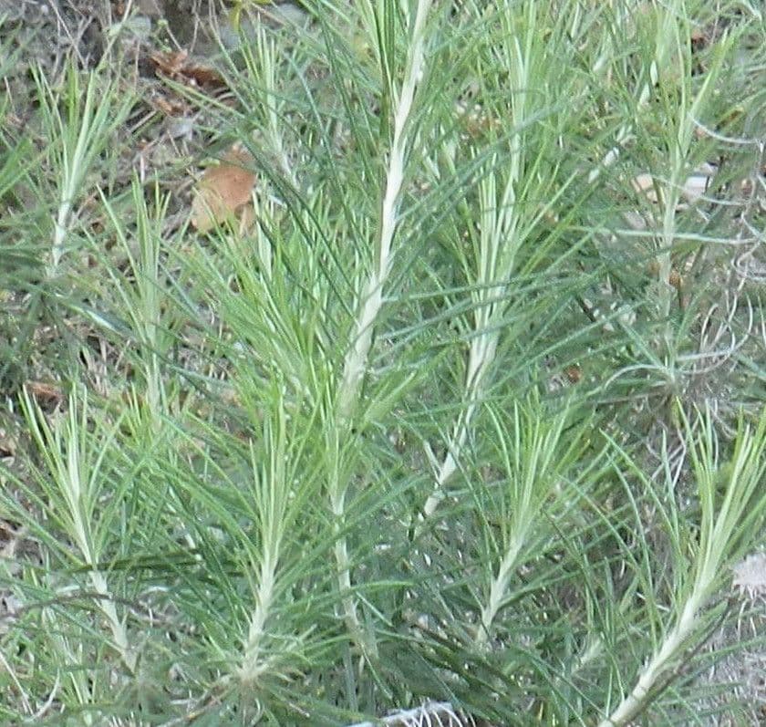 Ptilostemon chamaepeuce 20