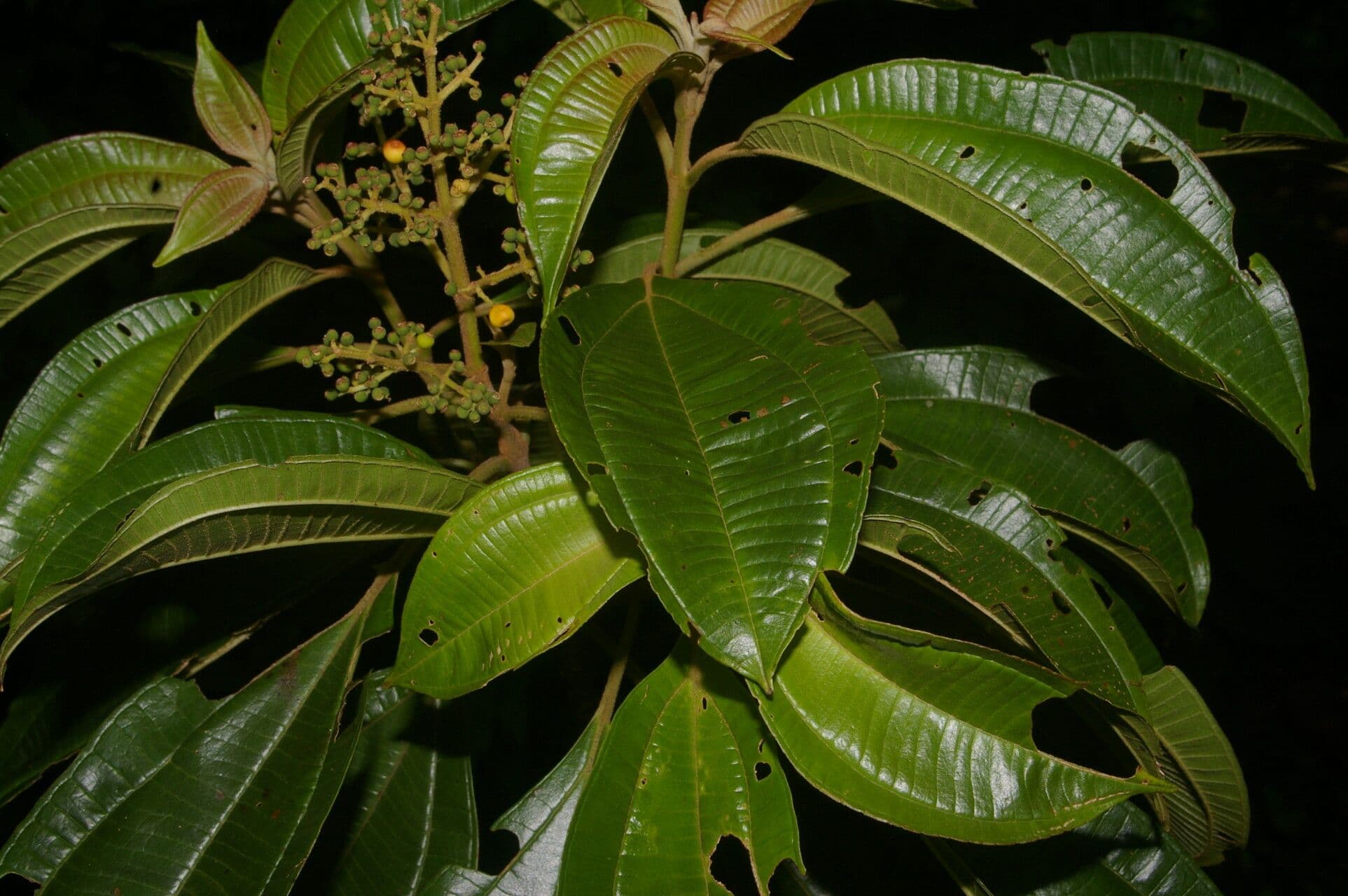 Miconia theizans 3