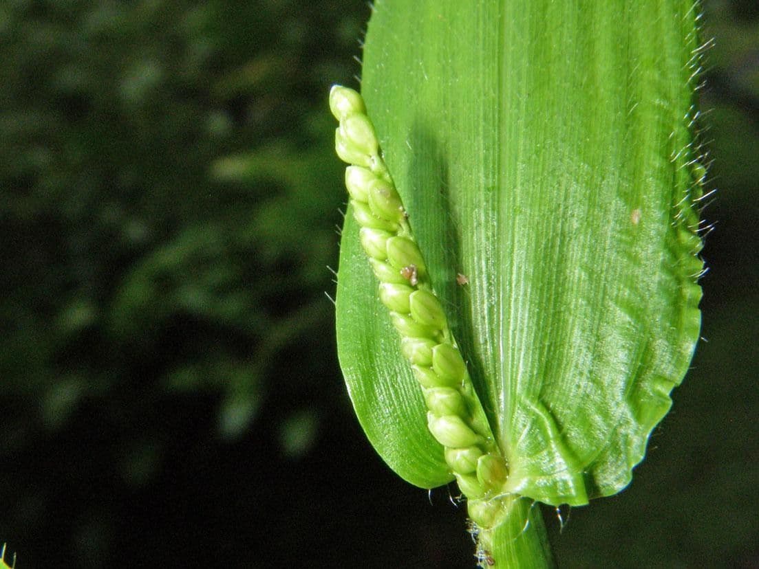 Decumbent crowngrass 2