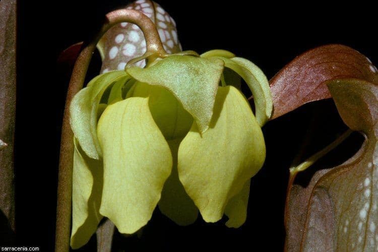 Sarracenia minore 5