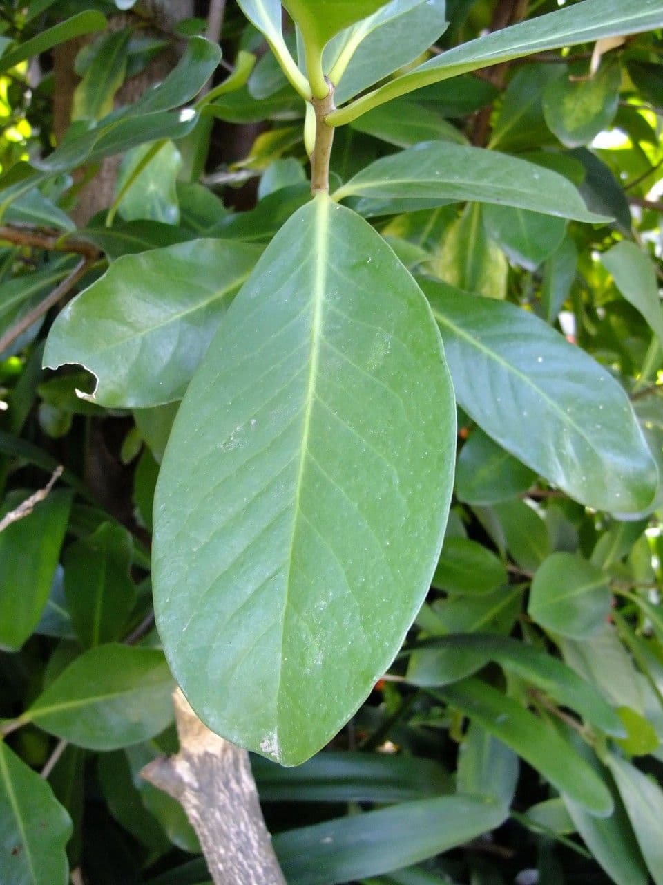 Karapofrucht 19