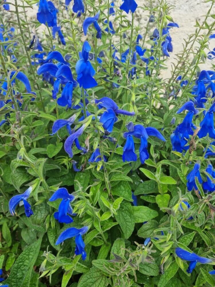 Salvia patens 22