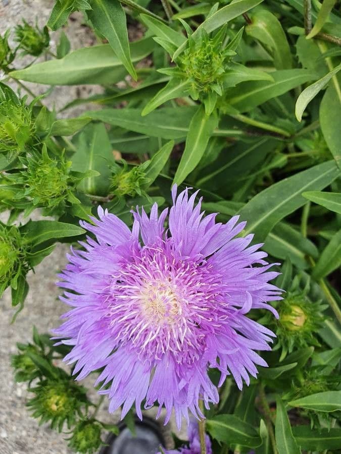 Stokesia laevis 2