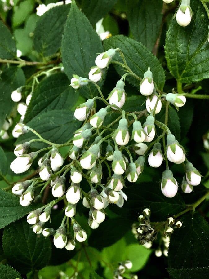 Deutzia scabra 28