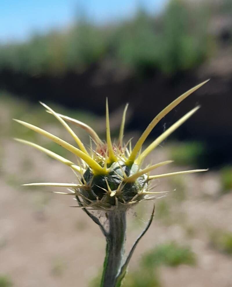 Abrepuño 30