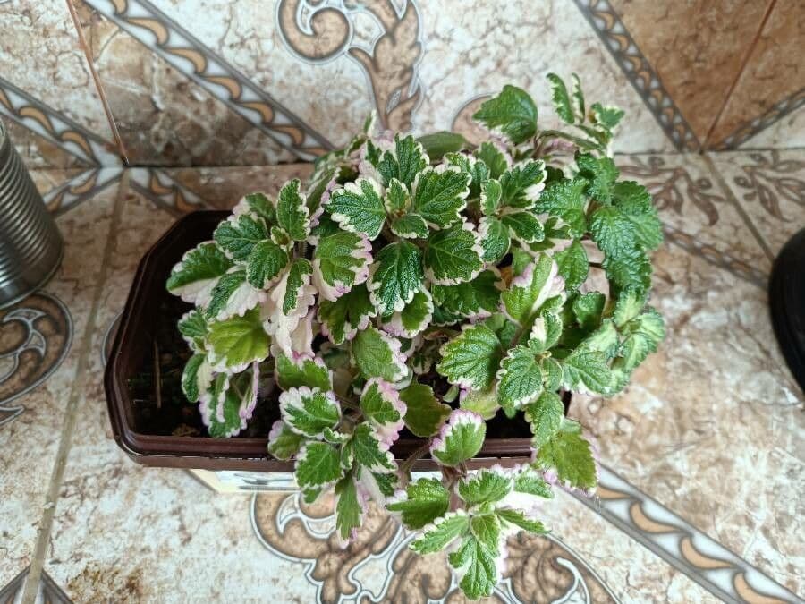 Plectranthus 14