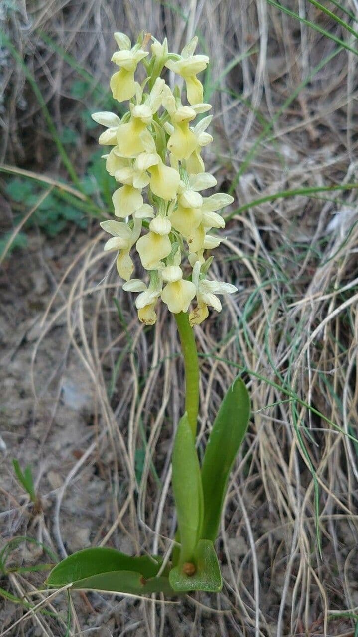 Orchide pallida 10