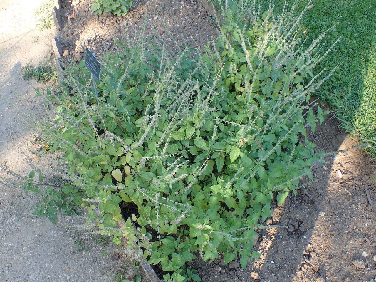 Tarczyca Columny 11