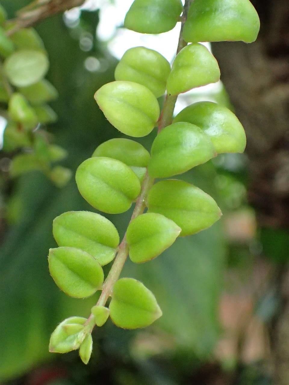 Columnea 7