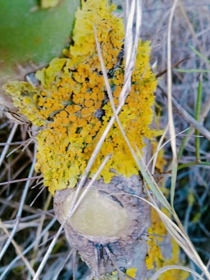 Dipterocarpus 6