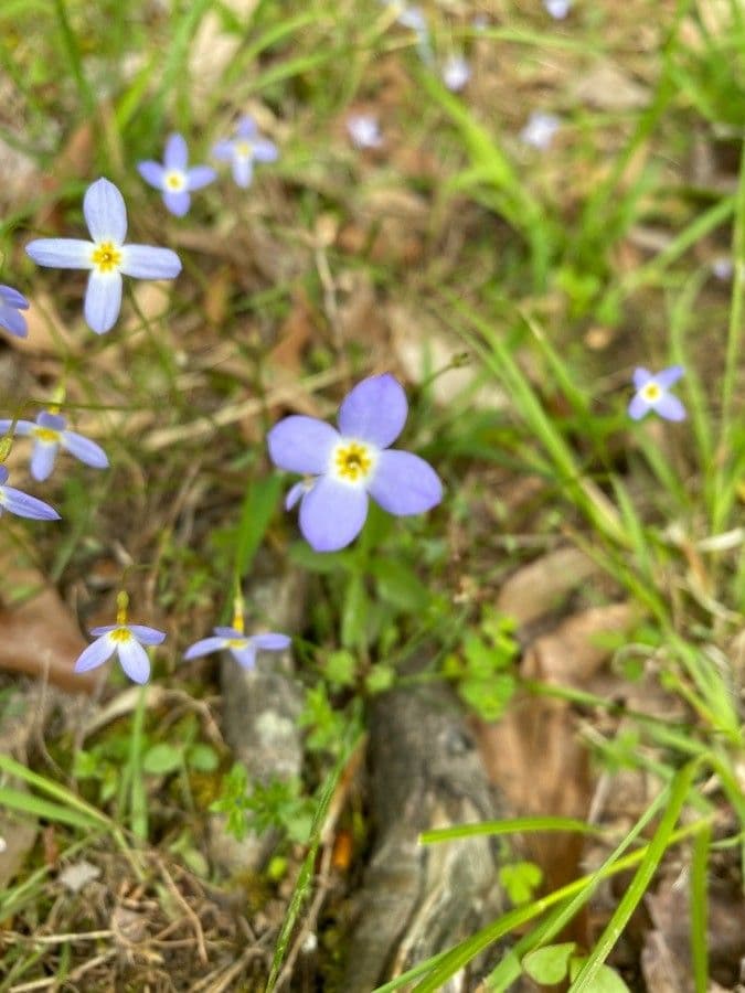Houstonia serpyllifolia