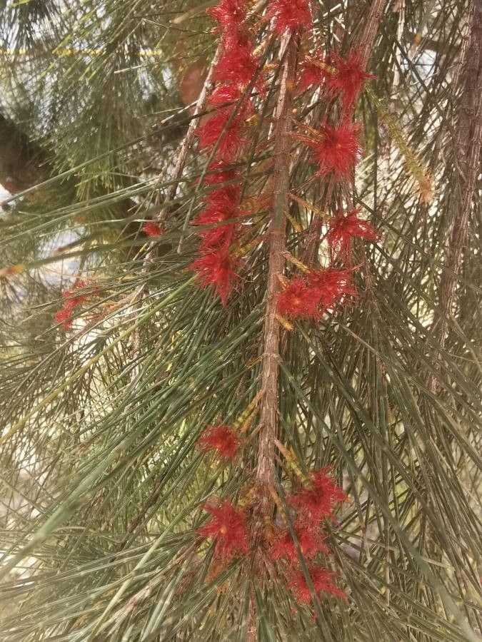 Casuarina equisetifolia 30