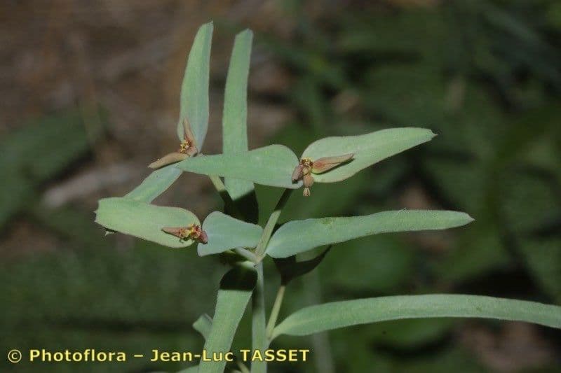 Euforbia dragoncello 5