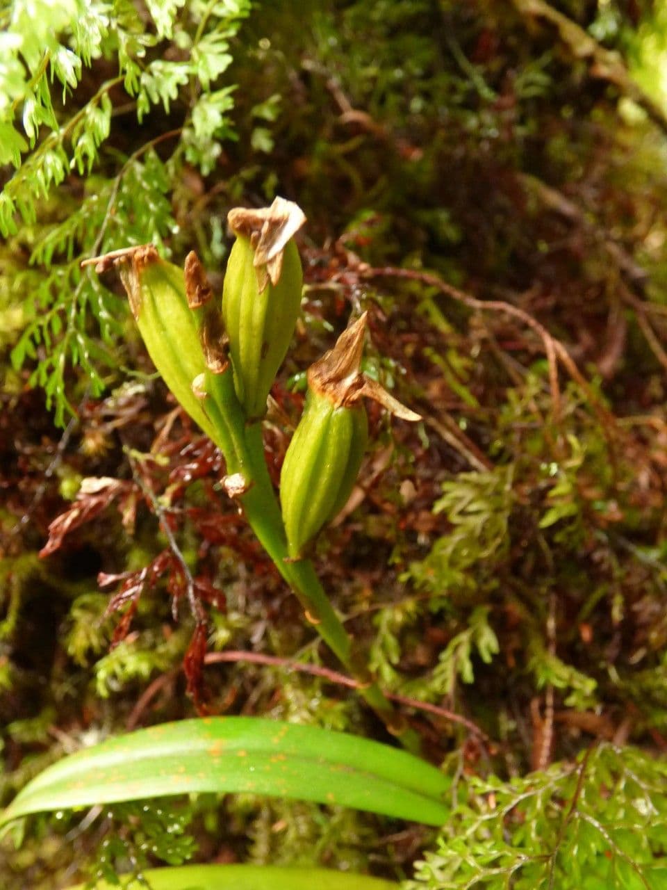 Bulbophyllum