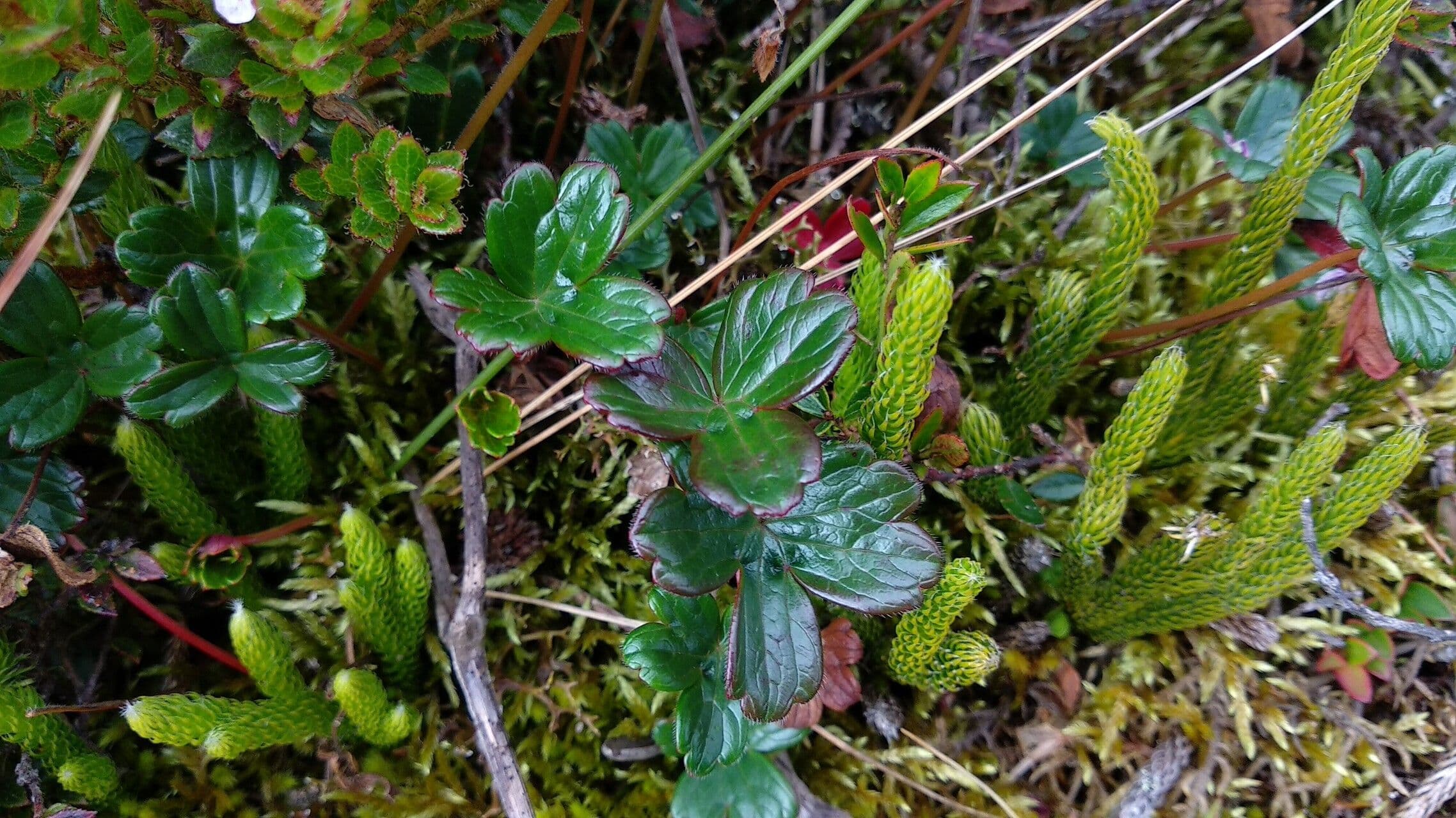 Geranium 4