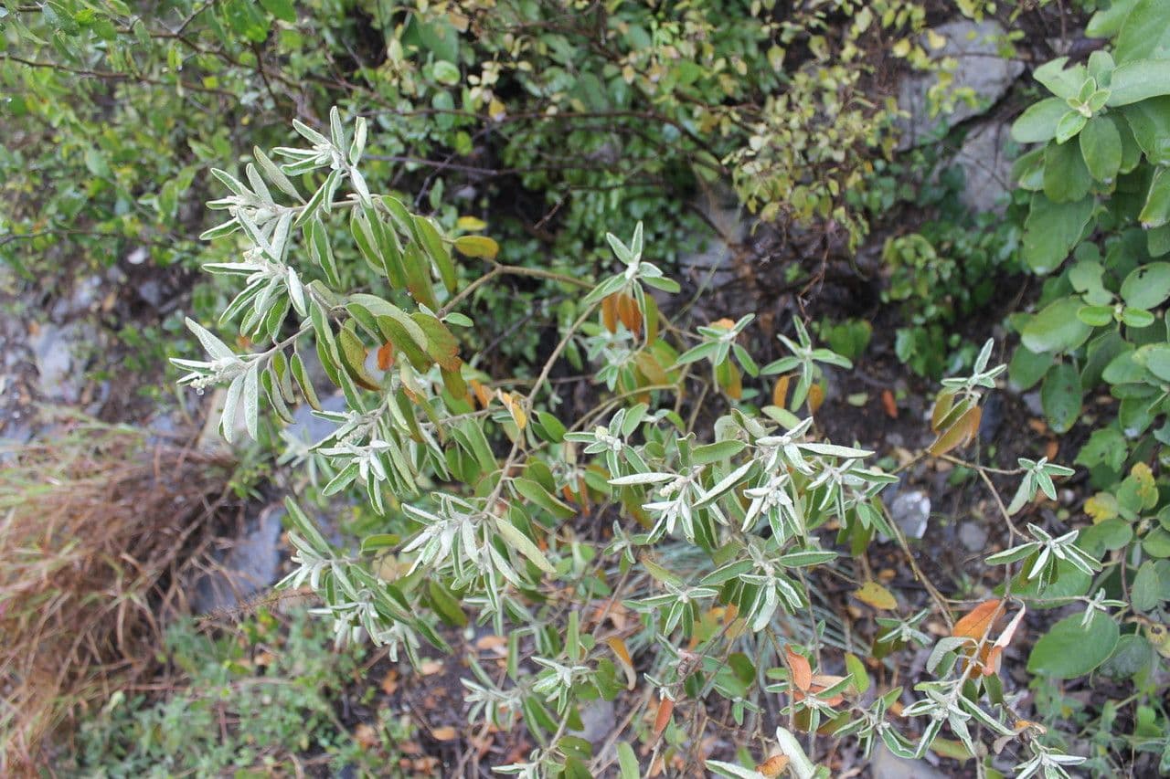 Torrey's croton 3