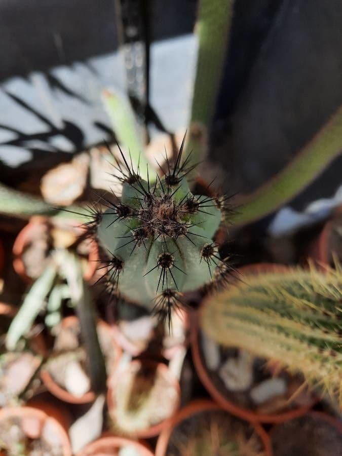 Cereus 11