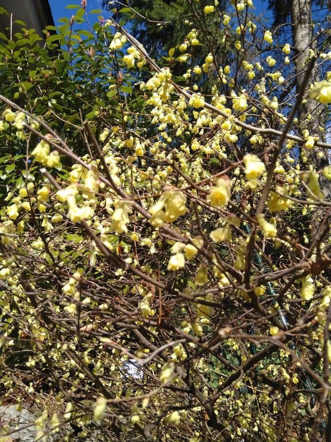 Corylopsis 7