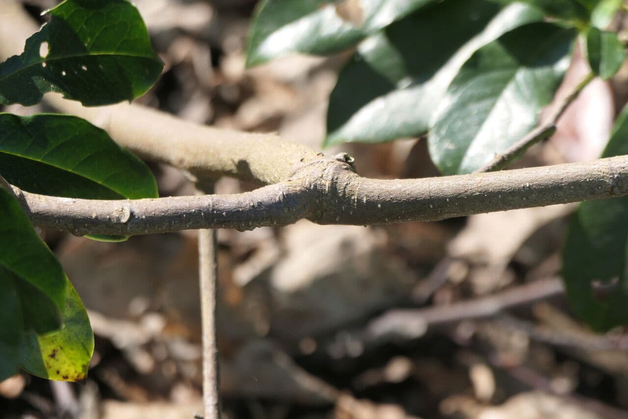 Magnolia 13