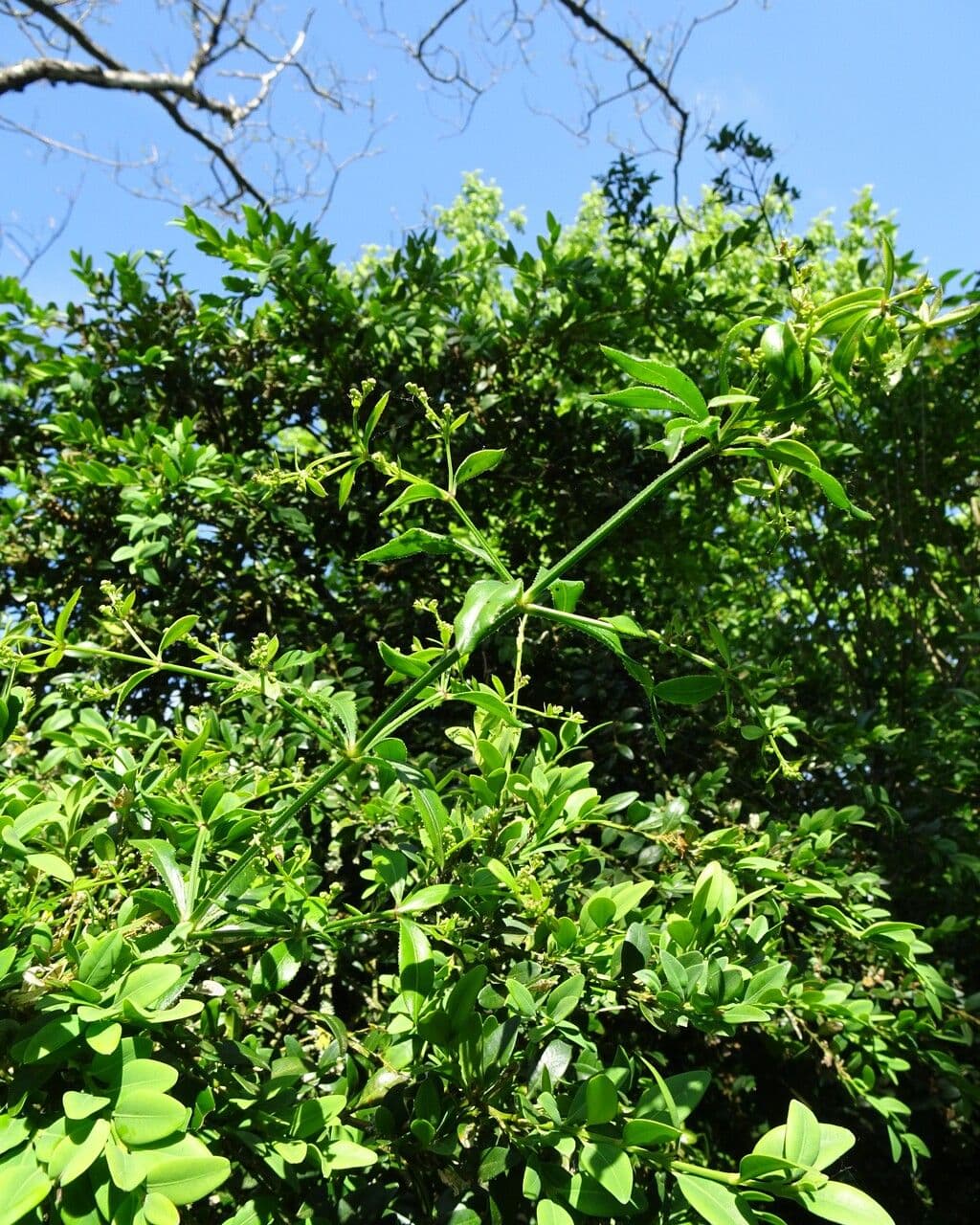Wild madder 14