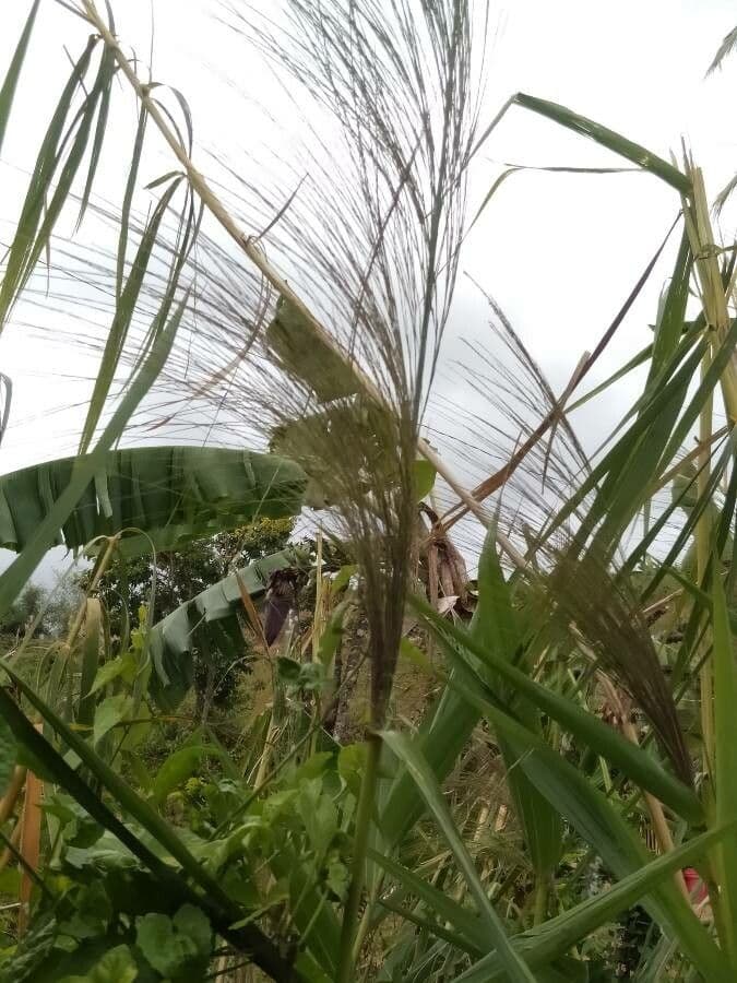 Erba tigre 5