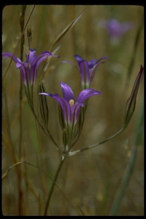 Brodiaea elegans 2