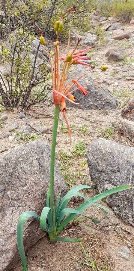 Hieronymiella argentina 3