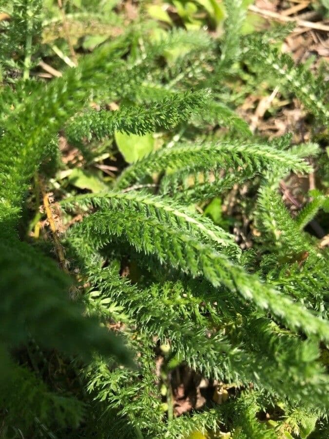 Achillea tomentosa 15