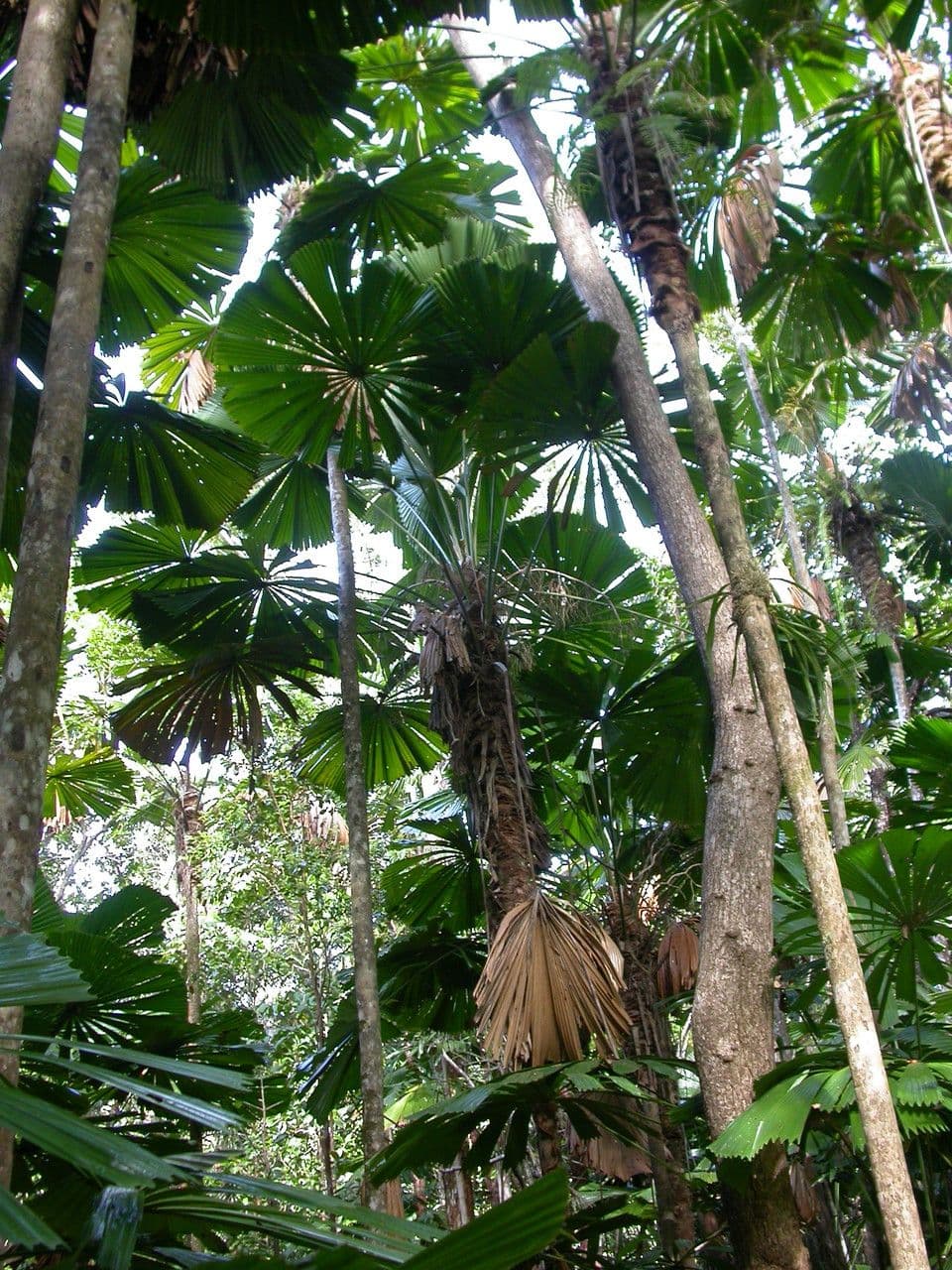 Licuala 4