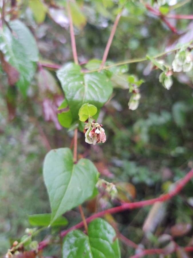 Fallopia scandens 9